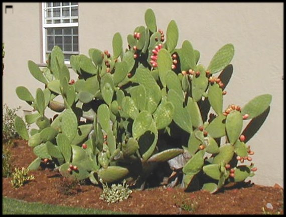 cactus.jpgs